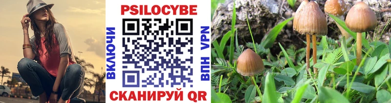 Псилоцибиновые грибы Psilocybe  купить  сайты  Галич 